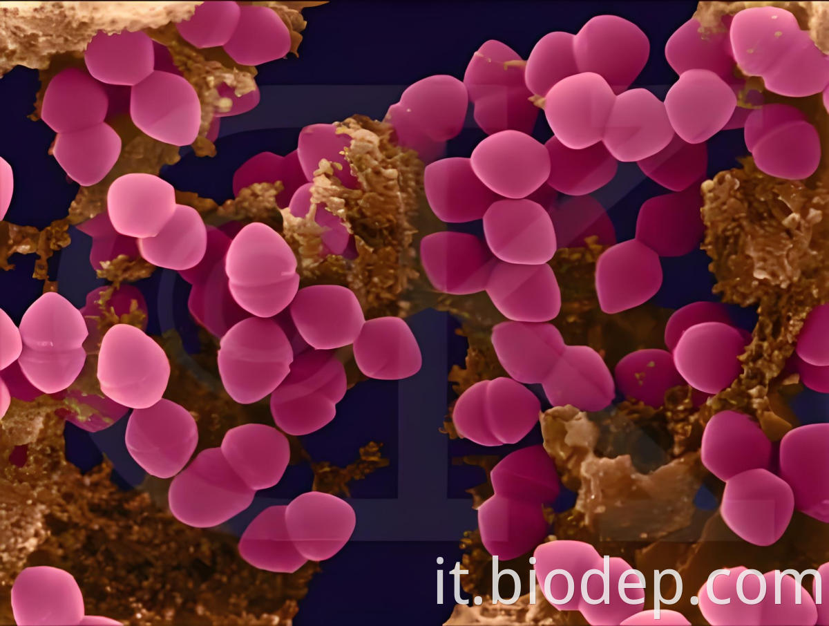 pediococcus acidolactici3